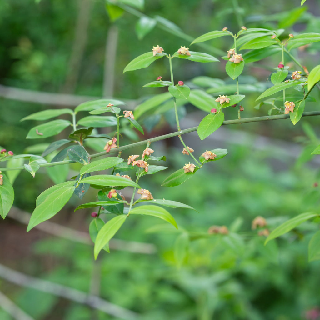 Strawberry Bush