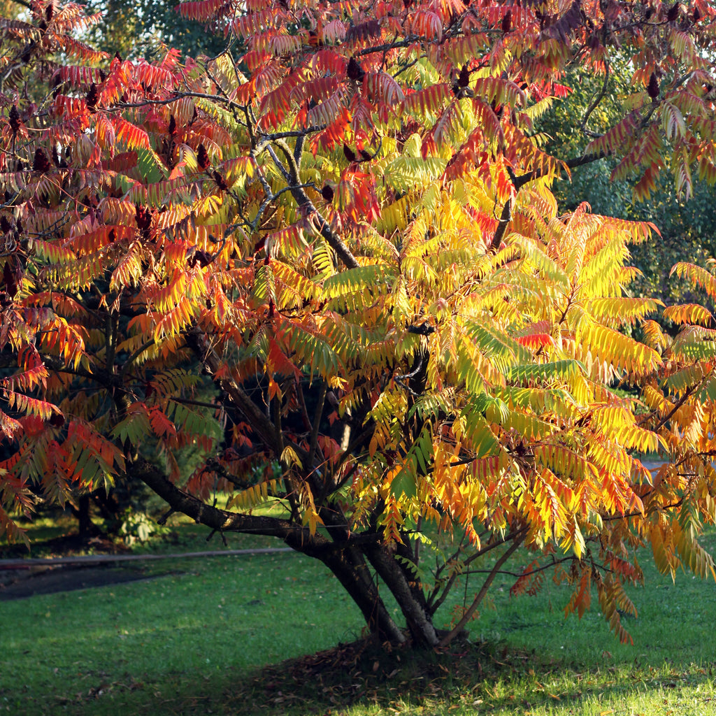 Staghorn Sumac Tree