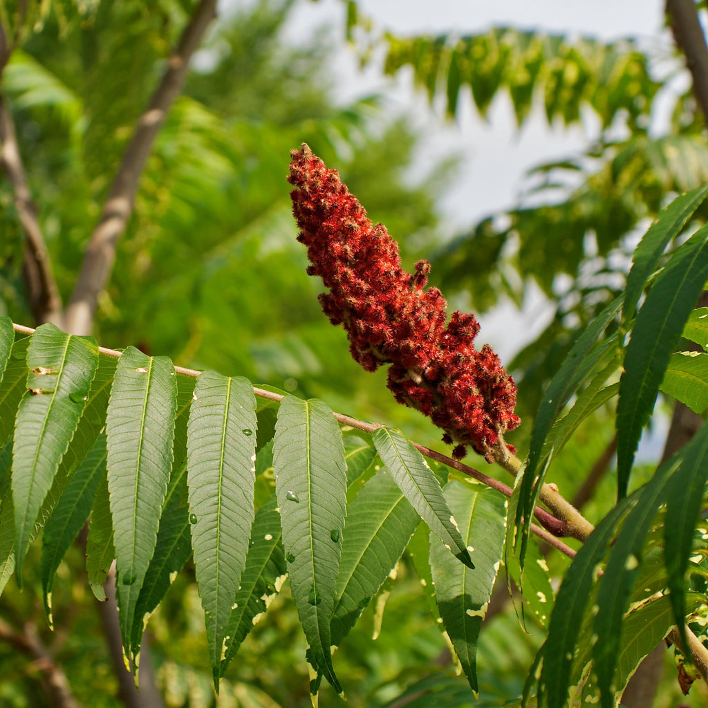 Staghorn Sumac Tree