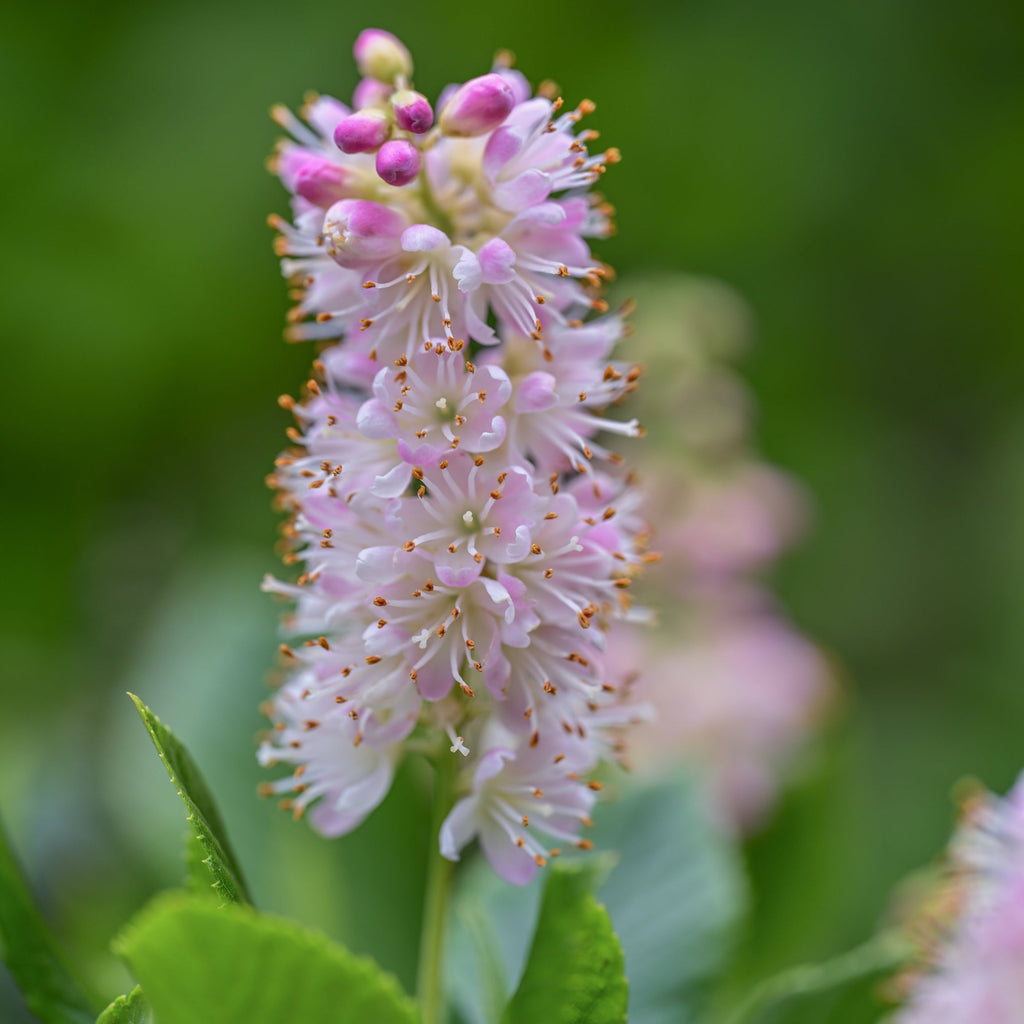 Summersweet Clethra Shrub