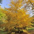 Sweet Birch Tree