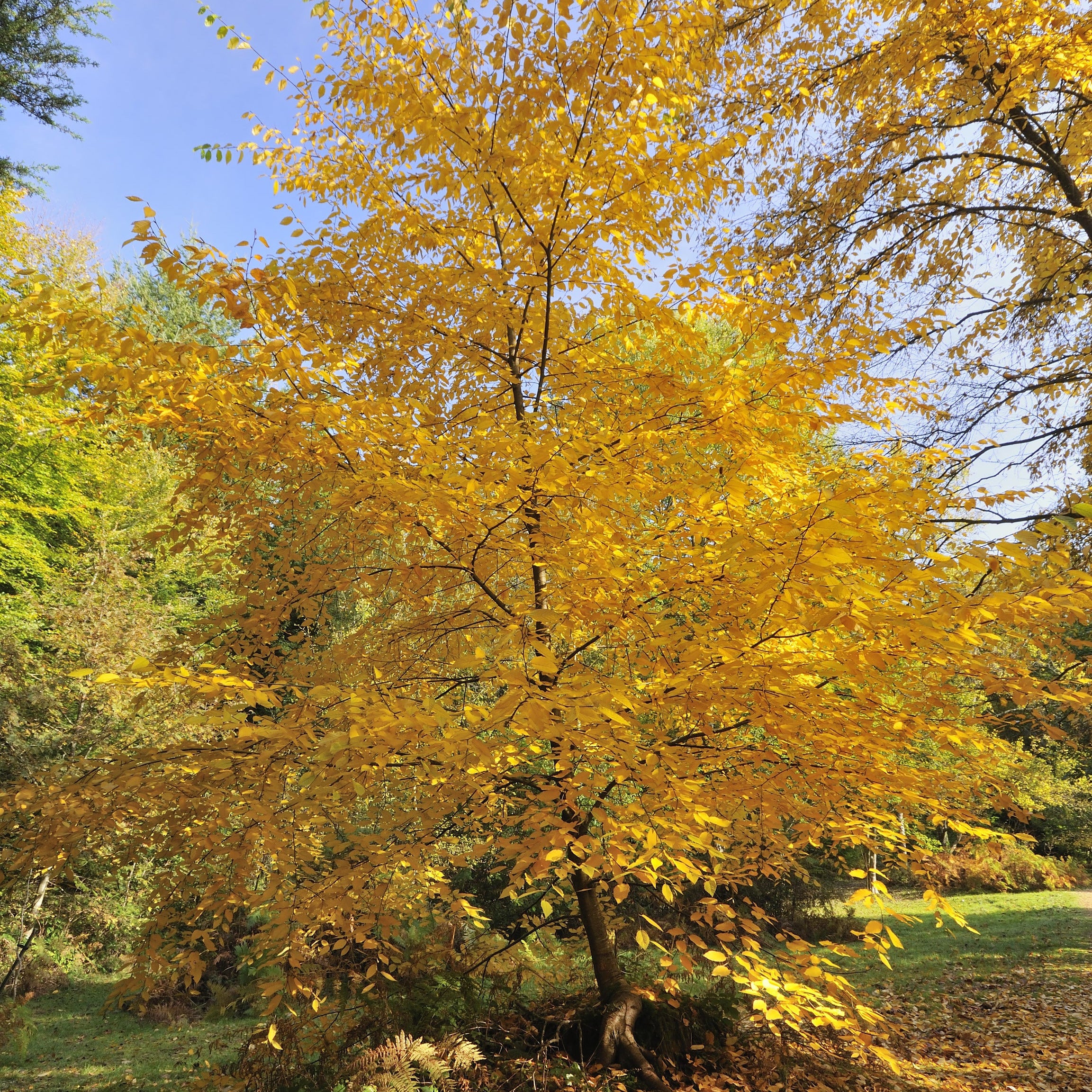 Sweet Birch Tree