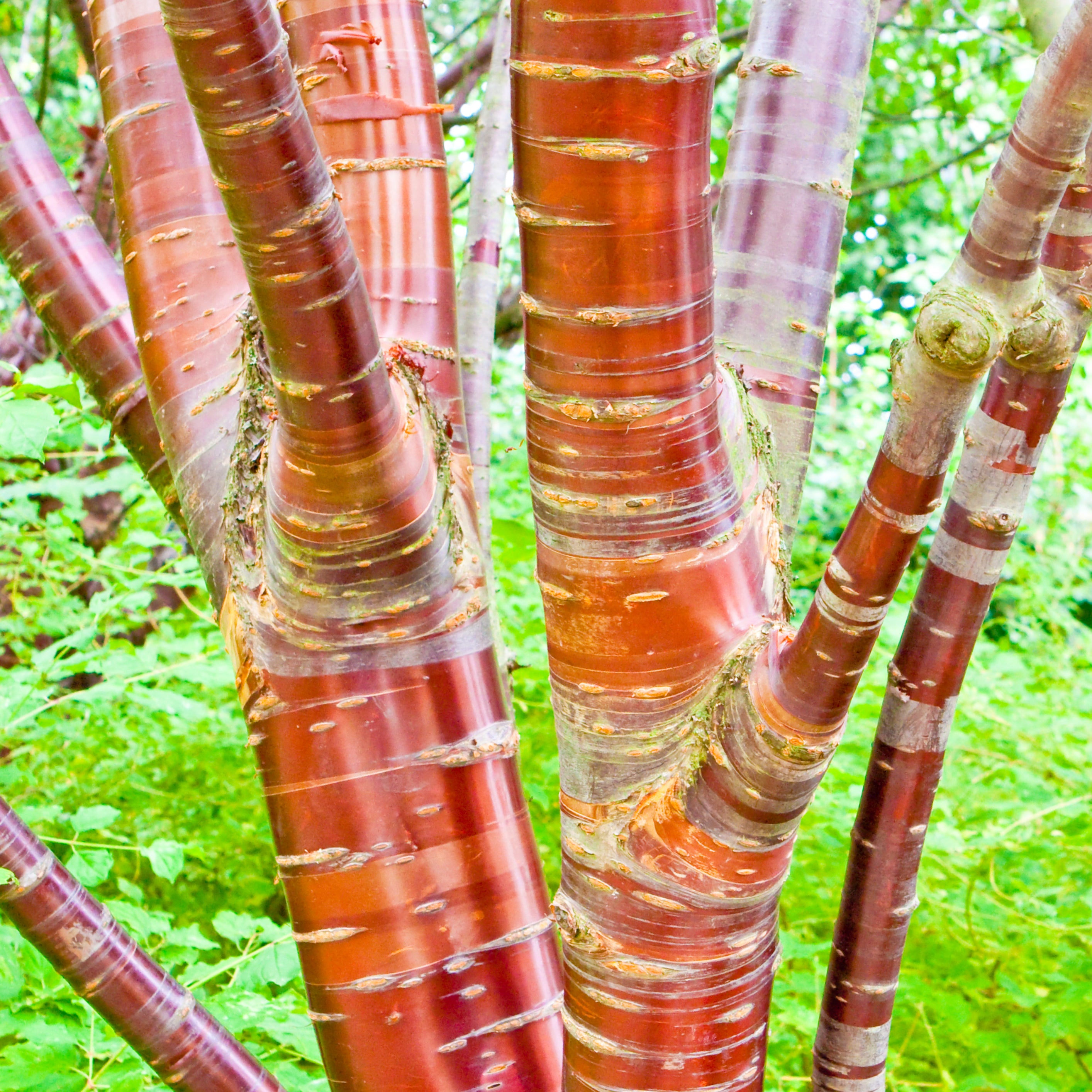 Sweet Birch Tree
