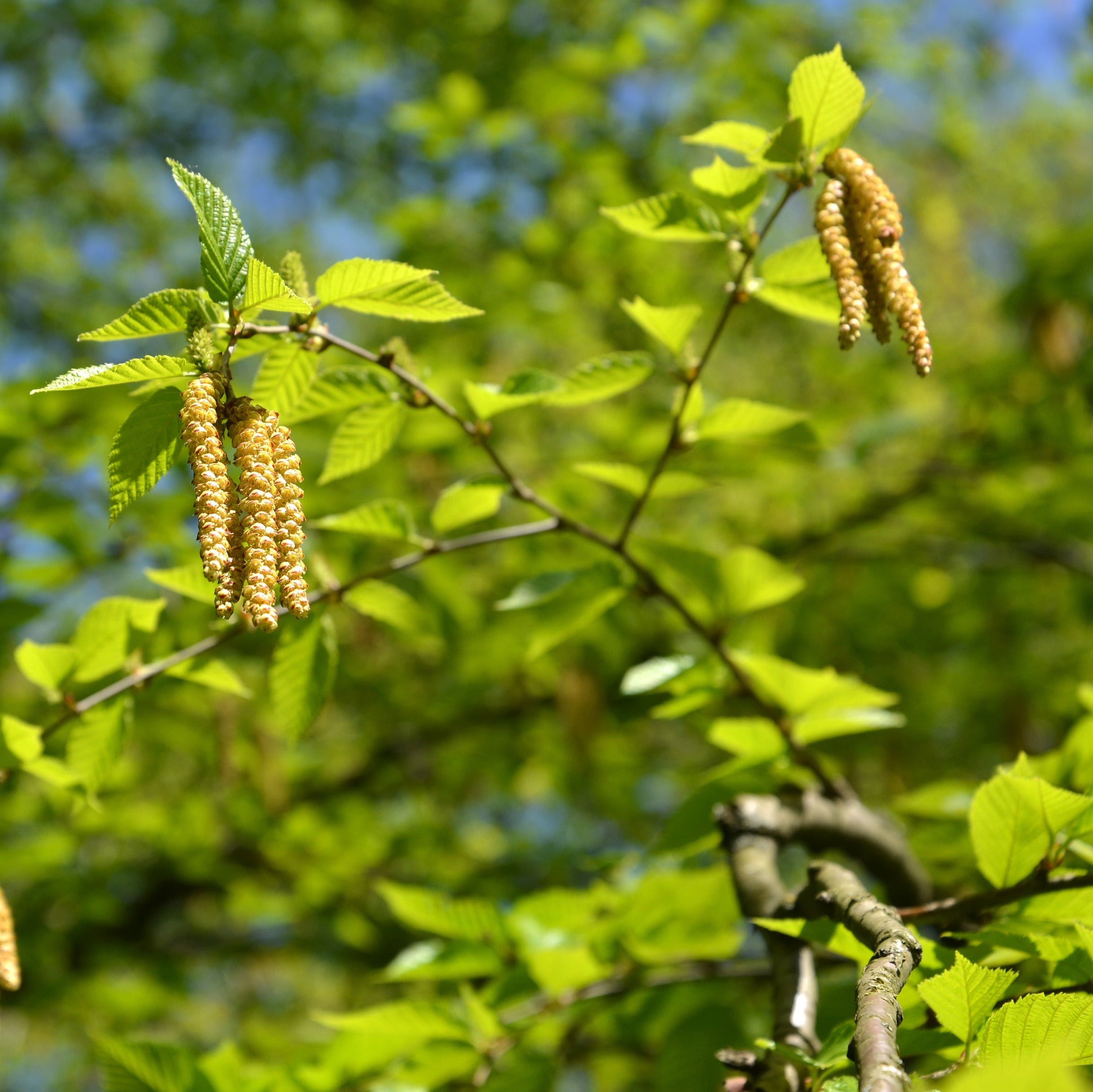 Sweet Birch Tree