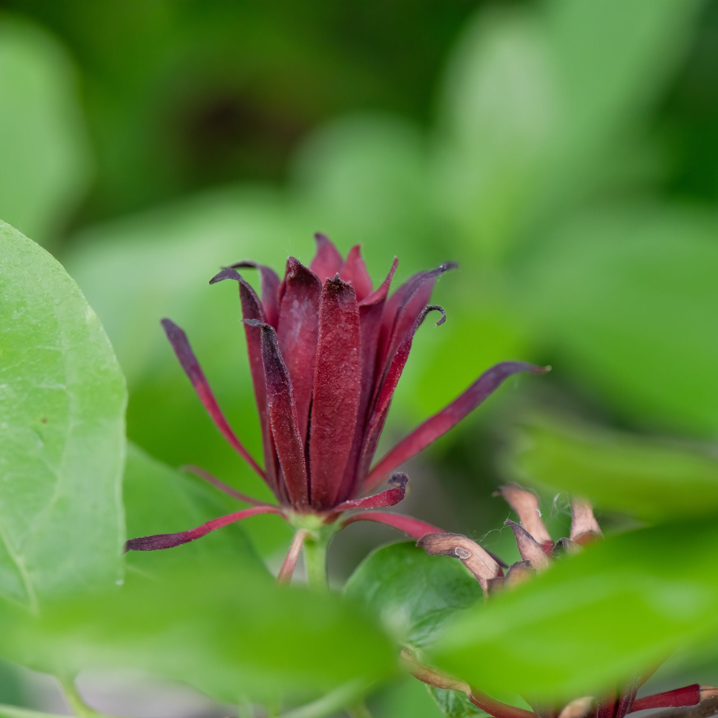 Carolina Allspice Shrub