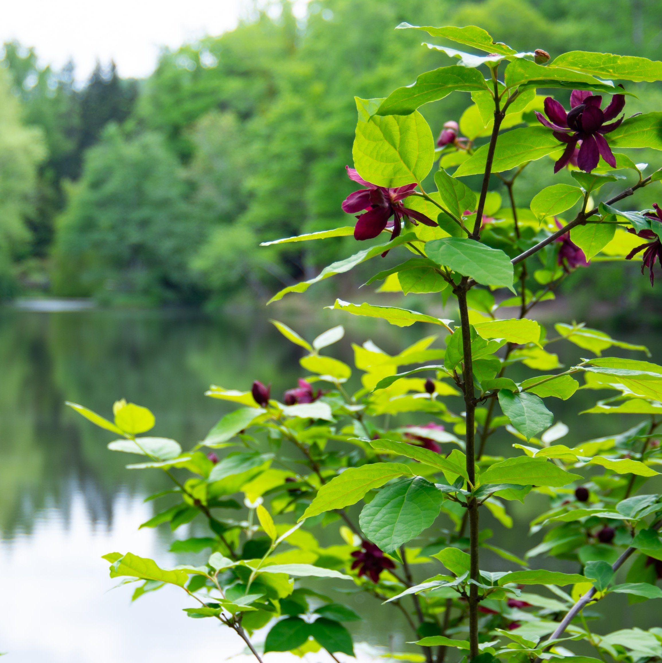 Carolina Allspice Shrub