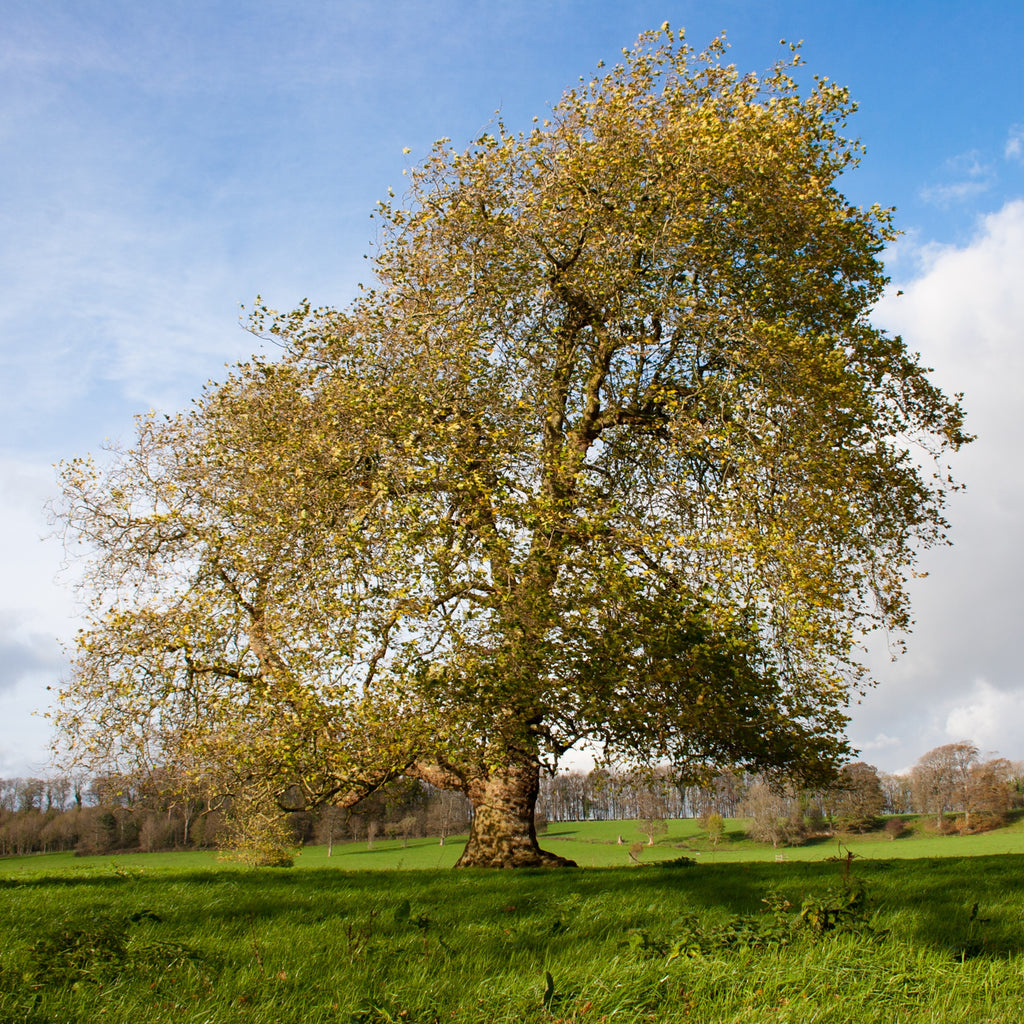 A large mature tree with yellow-green foliage stands in a grassy field under a blue sky with white clouds.