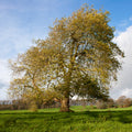 A large mature tree with yellow-green foliage stands in a grassy field under a blue sky with white clouds.