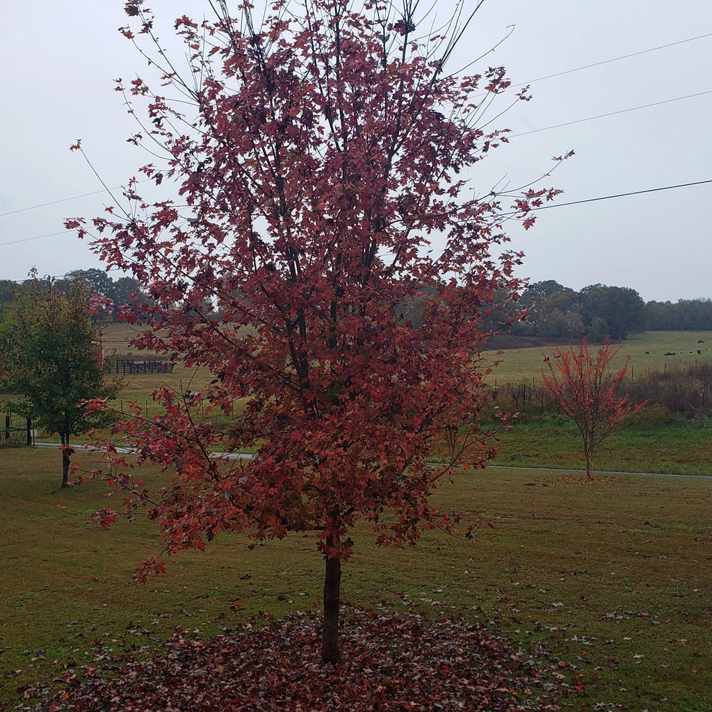 Silver Maple Tree