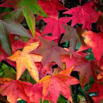 Sweet Gum Tree