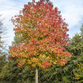 Sweet Gum Tree
