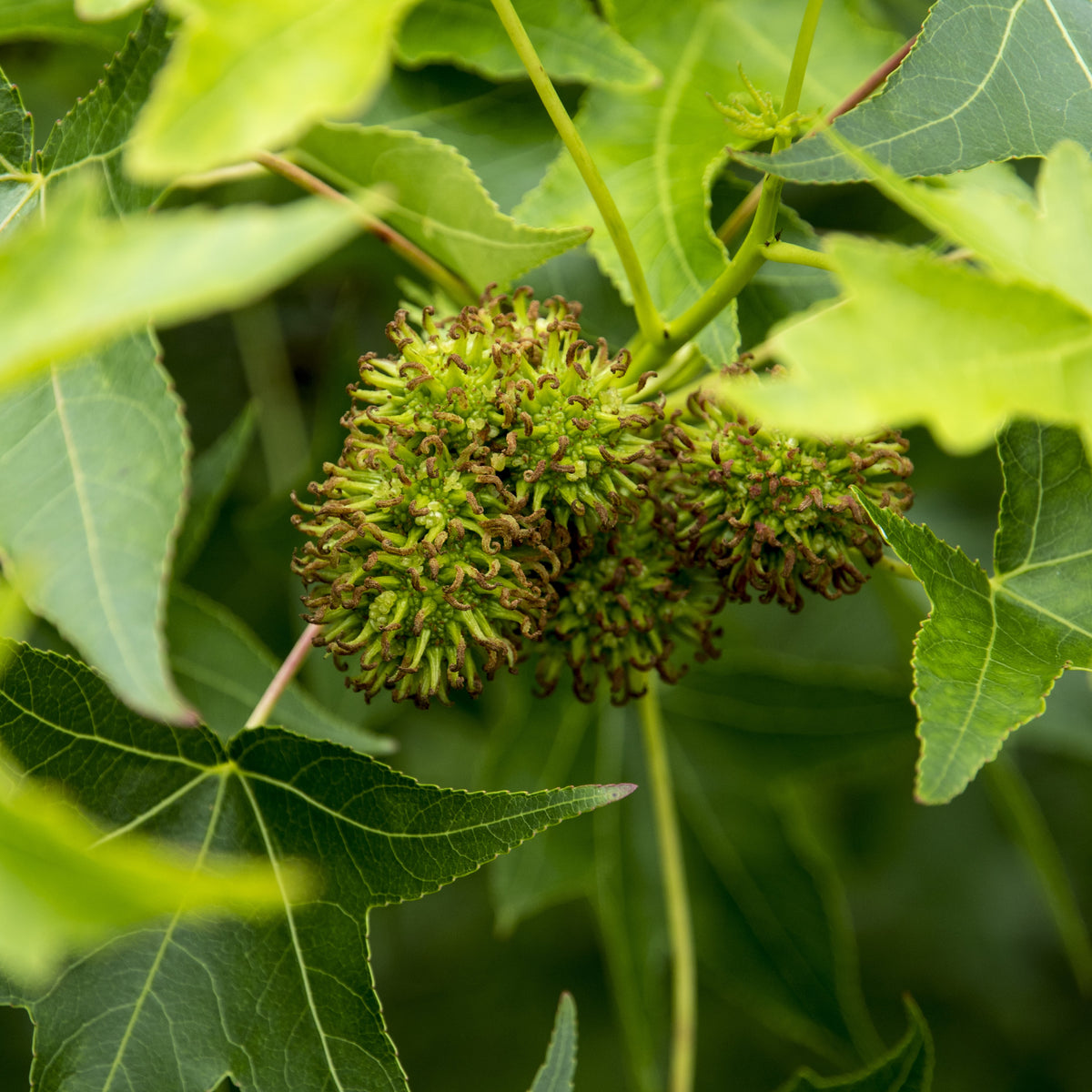 Sweet Gum Tree