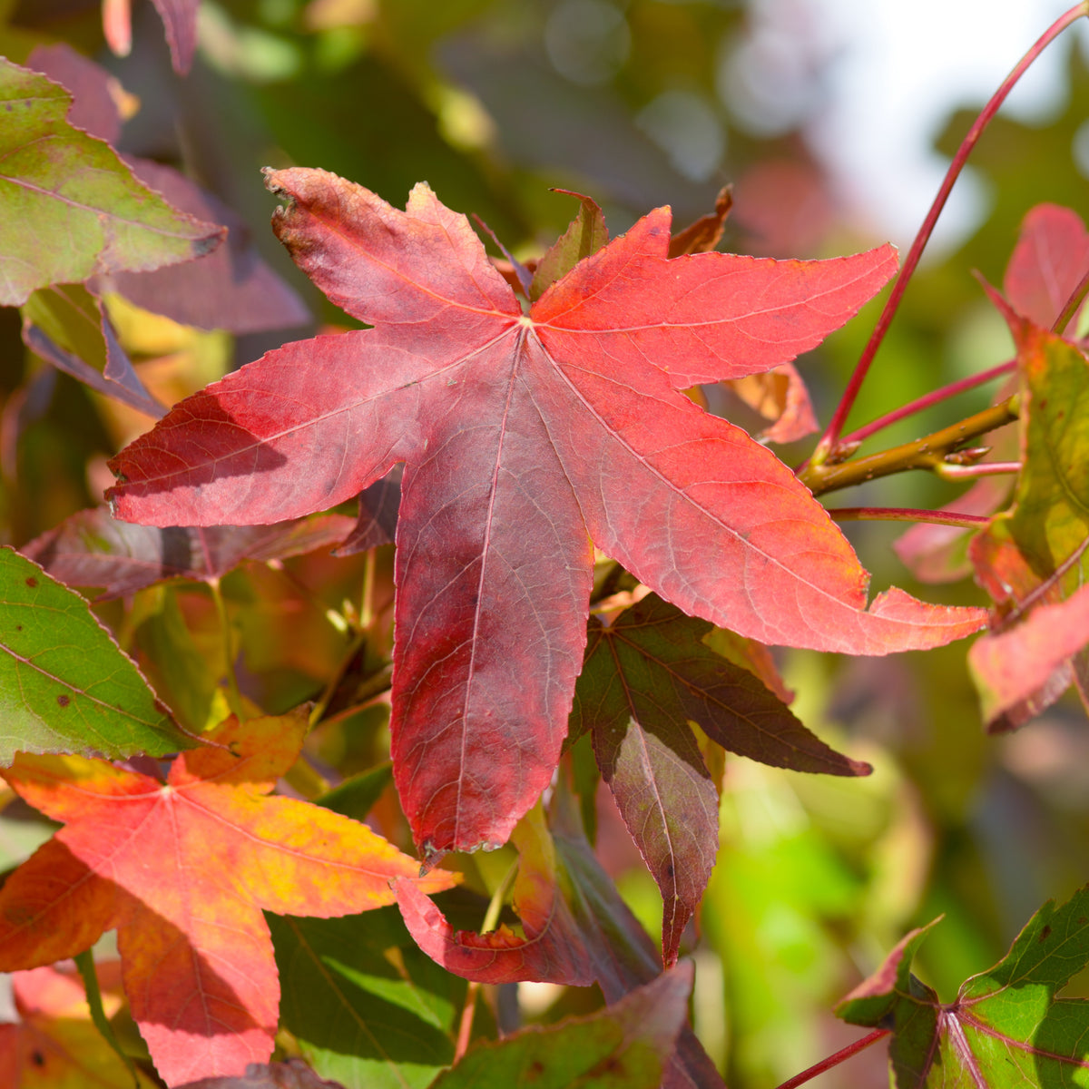 Sweet Gum Tree