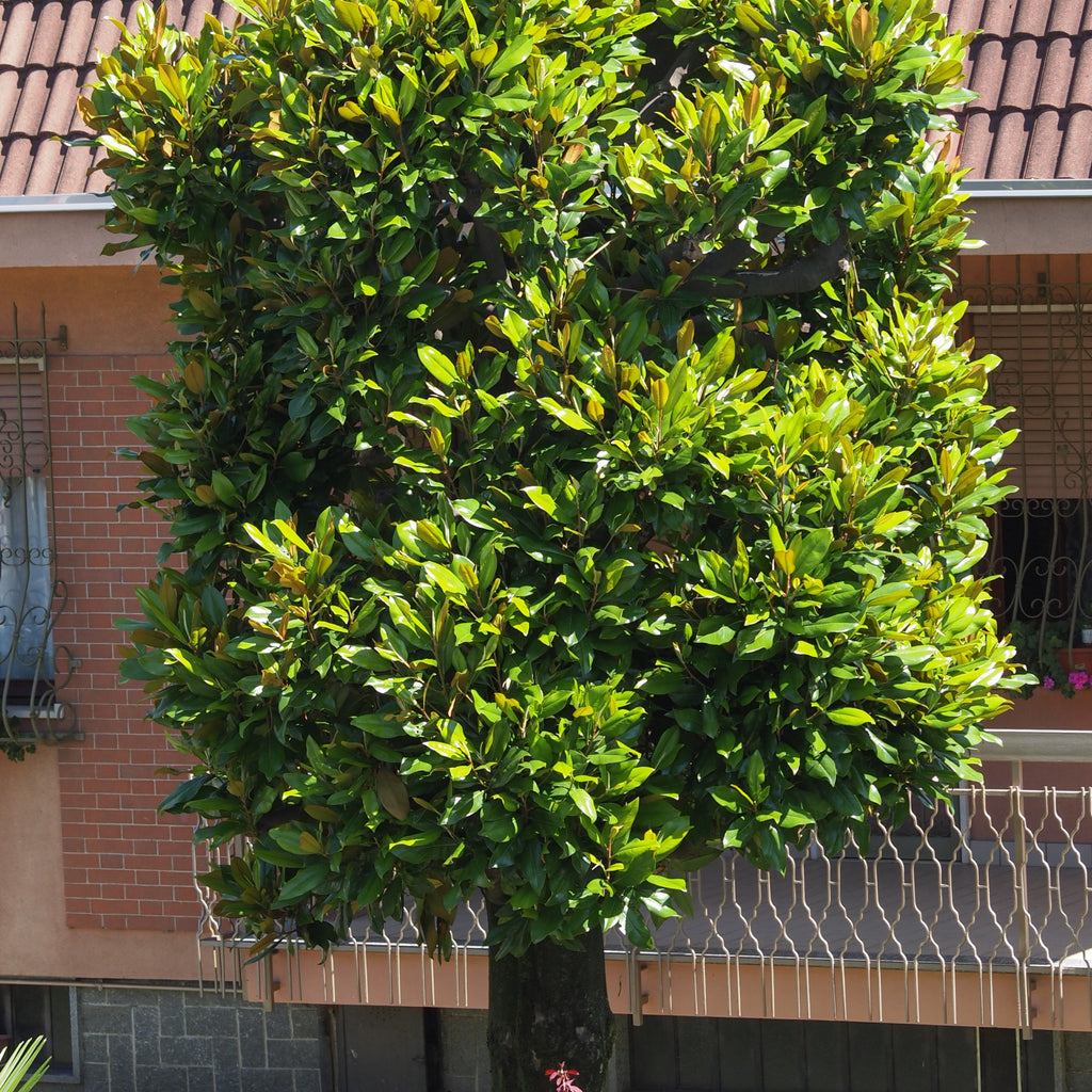 Sweetbay Magnolia Tree