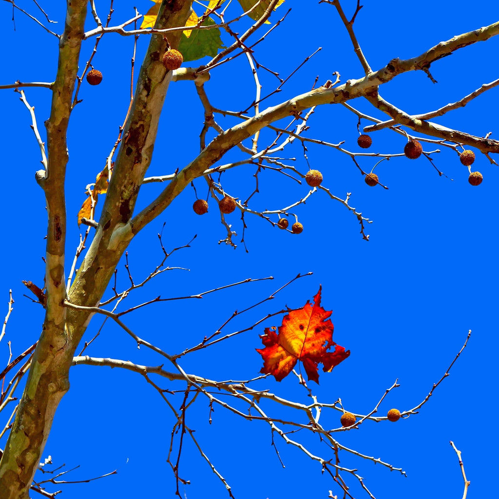 A close-up view of bare tree branches against a vivid blue sky, with a single orange-red autumn leaf and small round brown fruits hanging from one branch.