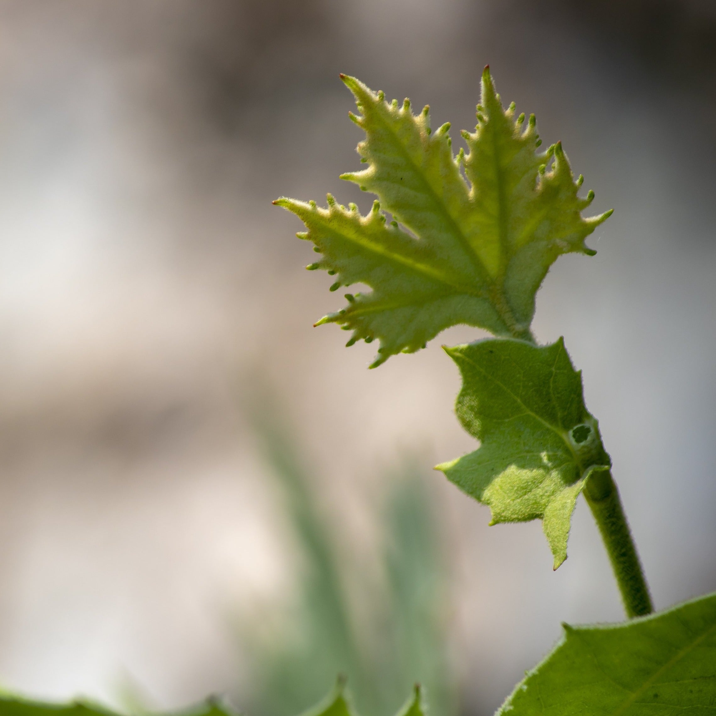 Close-up of a green leafy plant stem with serrated leaves against a soft blurred beige and gray background.