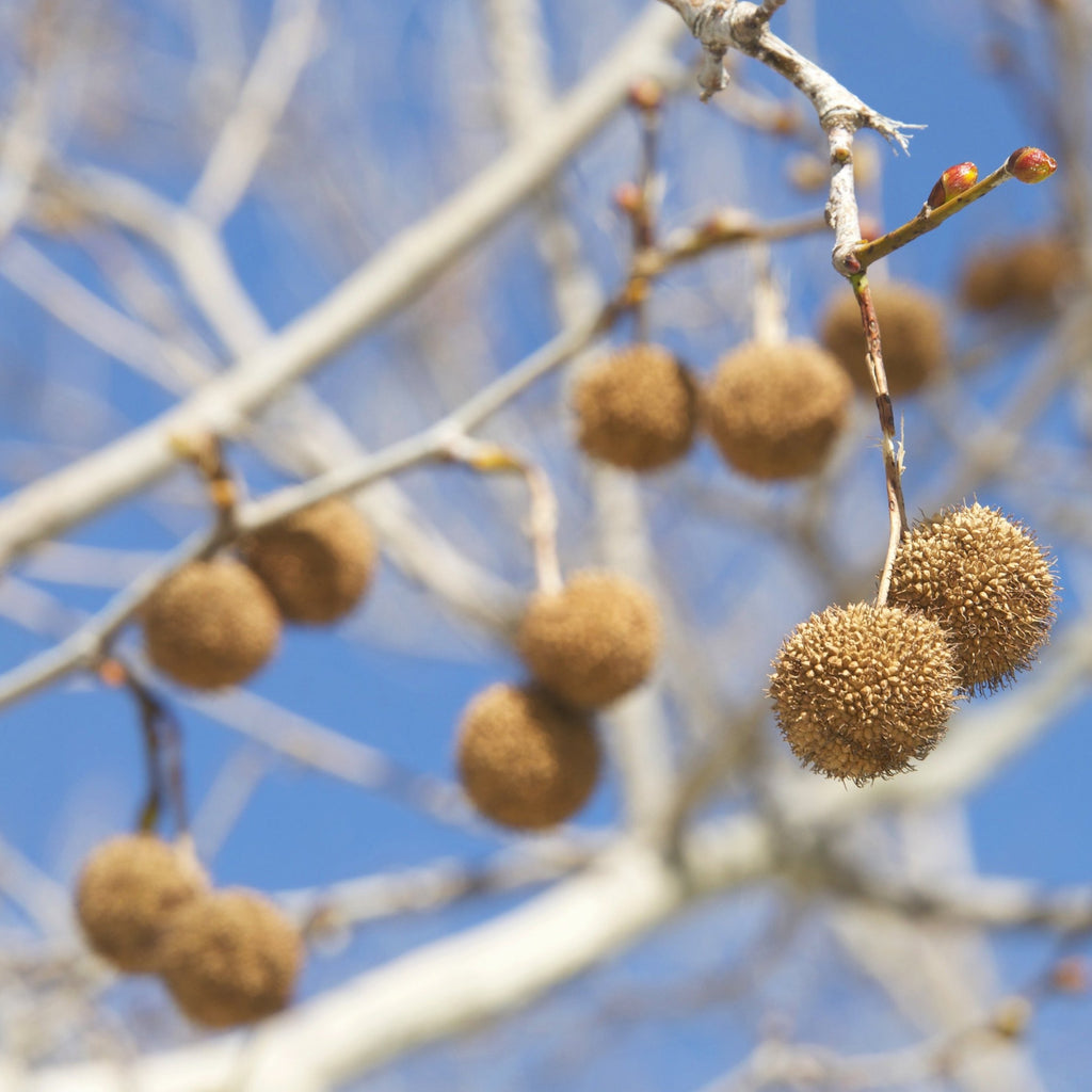 Close-up of brown spherical tree fruits hanging from pale branches against a bright blue sky.