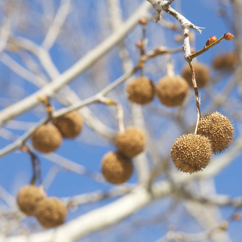 Close-up of brown spherical tree fruits hanging from pale branches against a bright blue sky.