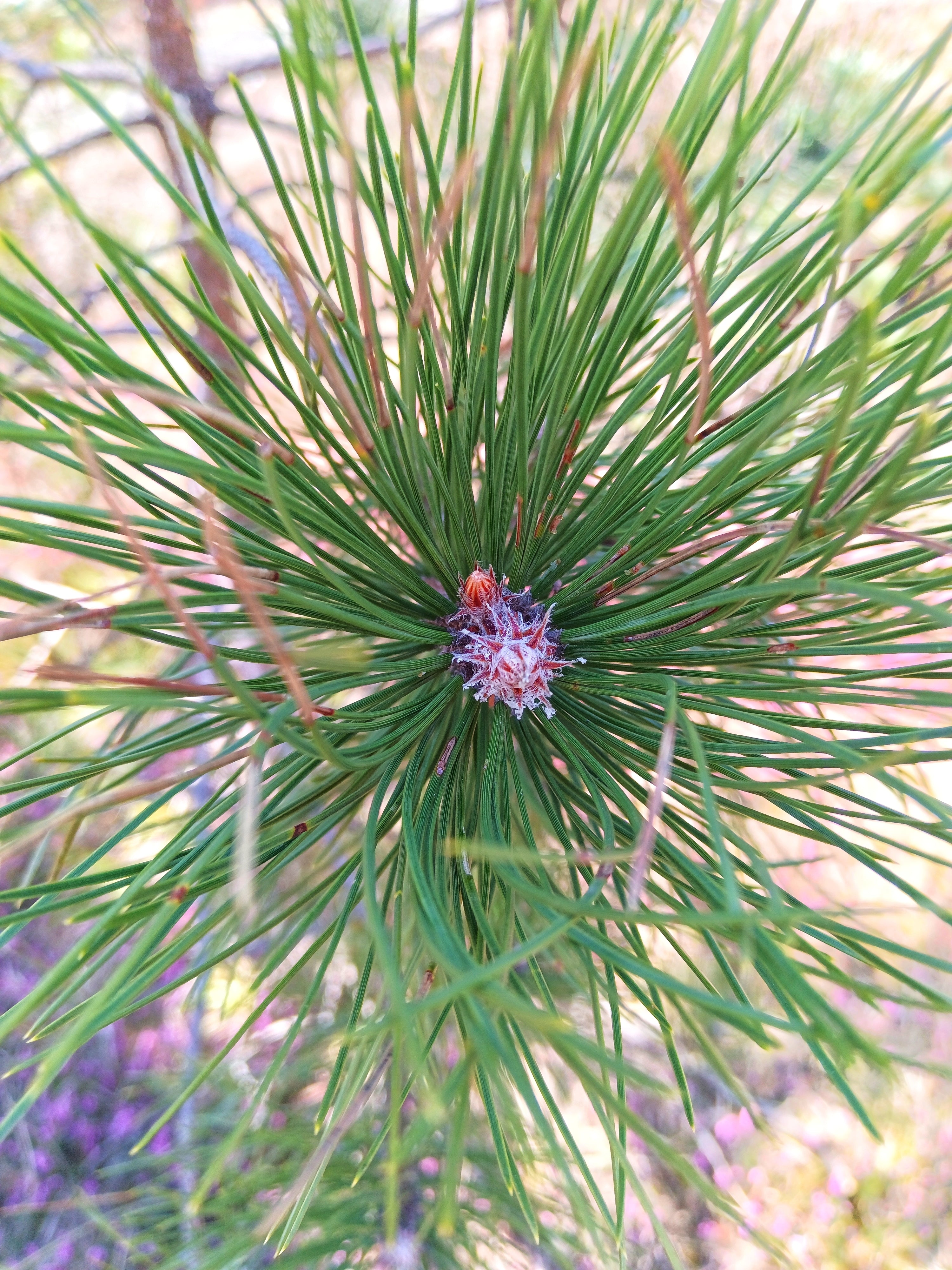 Table Mountain Pine