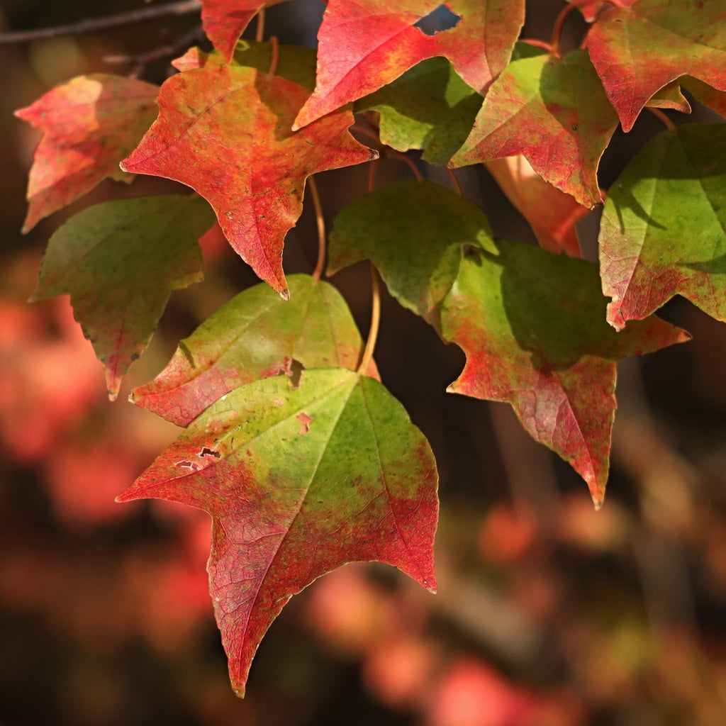 Trident Maple Tree