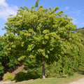Trident Maple Tree