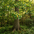 A close view of a tree trunk in a forest with green leaves and clusters of small yellow flowers.