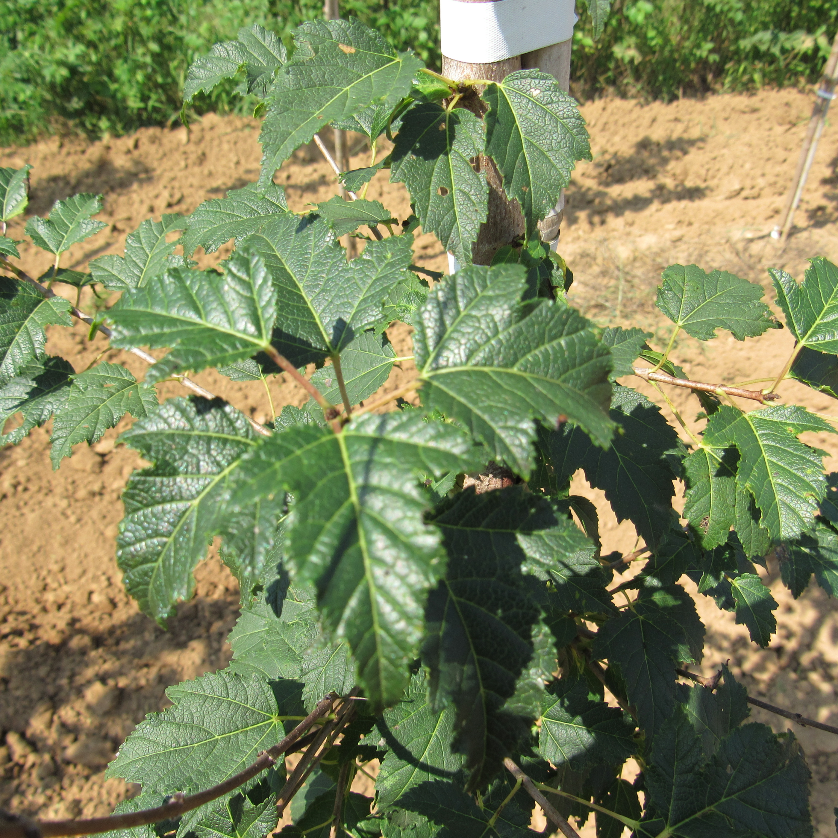 Trident Maple Tree