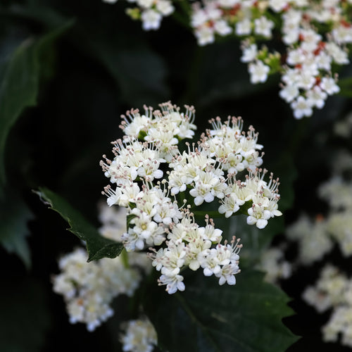 Arrowwood Viburnum Bush