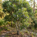 Southern Wax Myrtle Tree