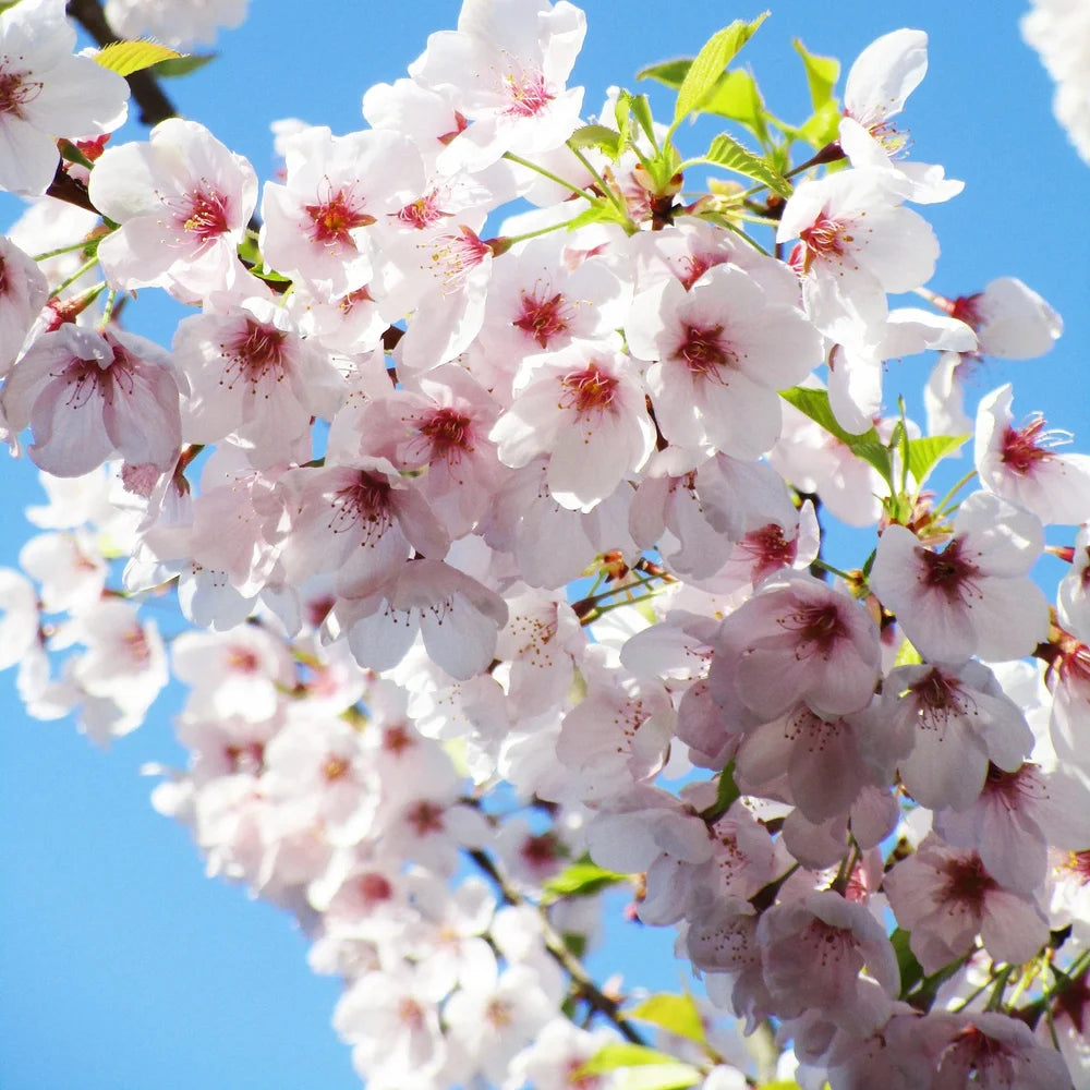 Weeping Yoshino Cherry Tree