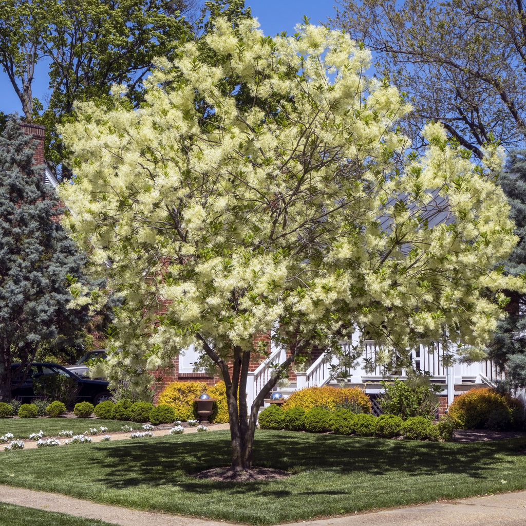 A flowering tree with dense clusters of pale yellow blossoms stands in a landscaped lawn with grass, shrubs, a sidewalk, and a house in the background under a clear blue sky.