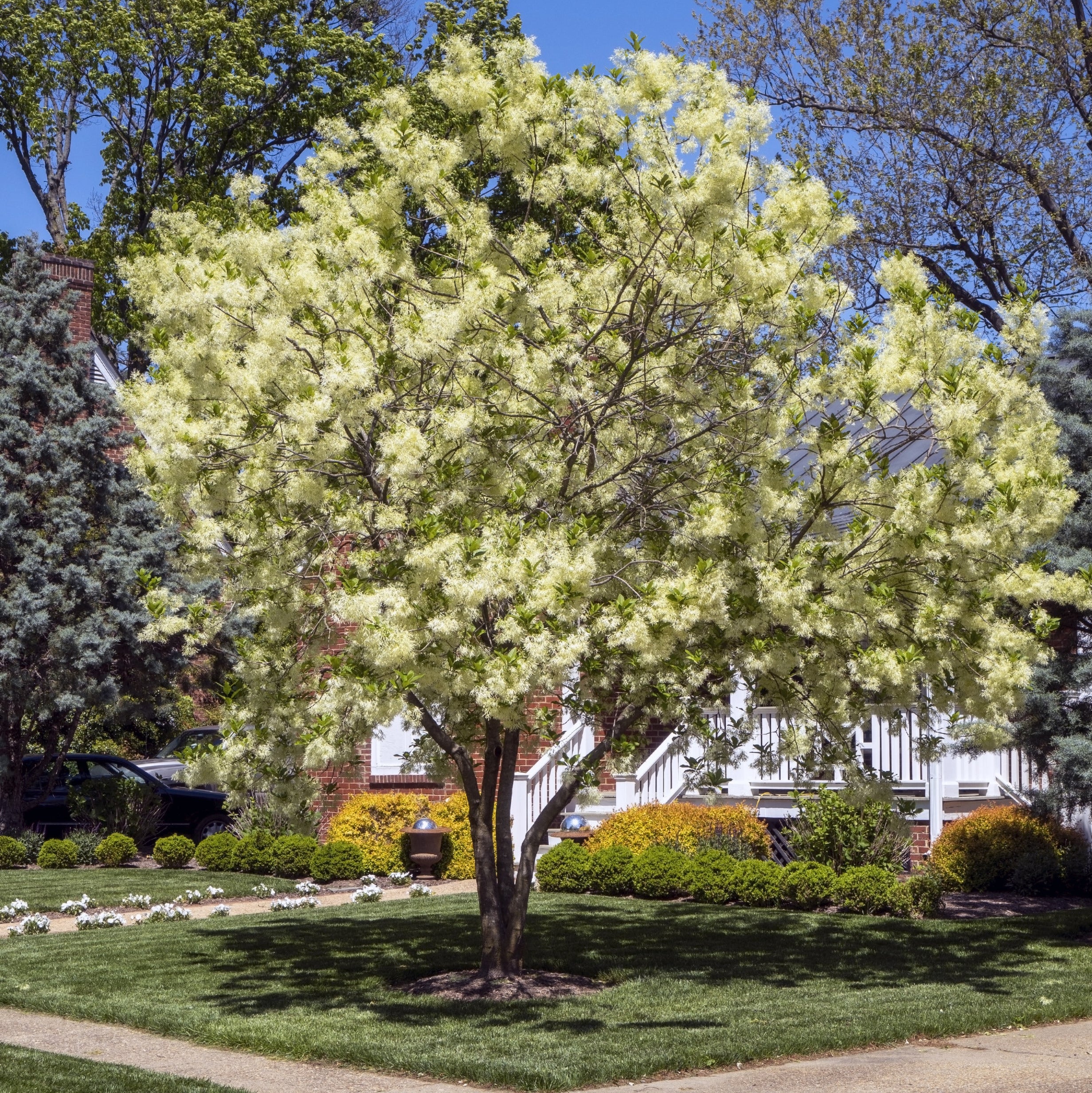 A flowering tree with dense clusters of pale yellow blossoms stands in a landscaped lawn with grass, shrubs, a sidewalk, and a house in the background under a clear blue sky.