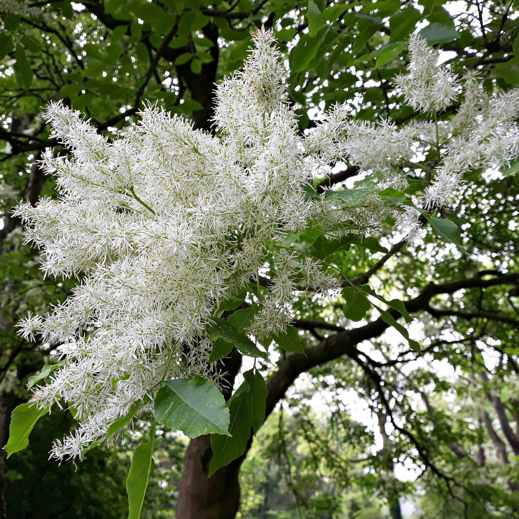 White feathery flower clusters growing on a tree branch, surrounded by green leaves and dark branches in an outdoor natural setting.