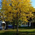 A large tree with bright yellow autumn leaves stands in a grassy park area, with buildings, parked cars, and a clear blue sky in the background.
