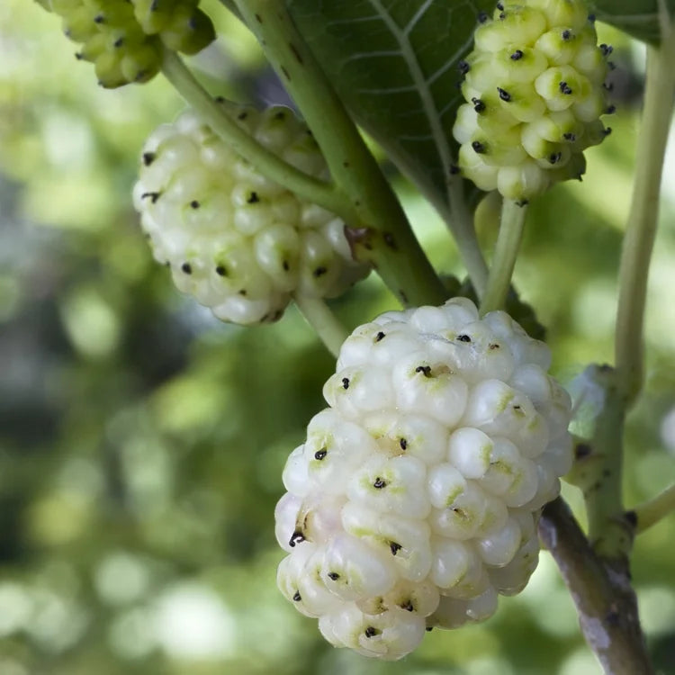 photo of white mulberries at an early growth state