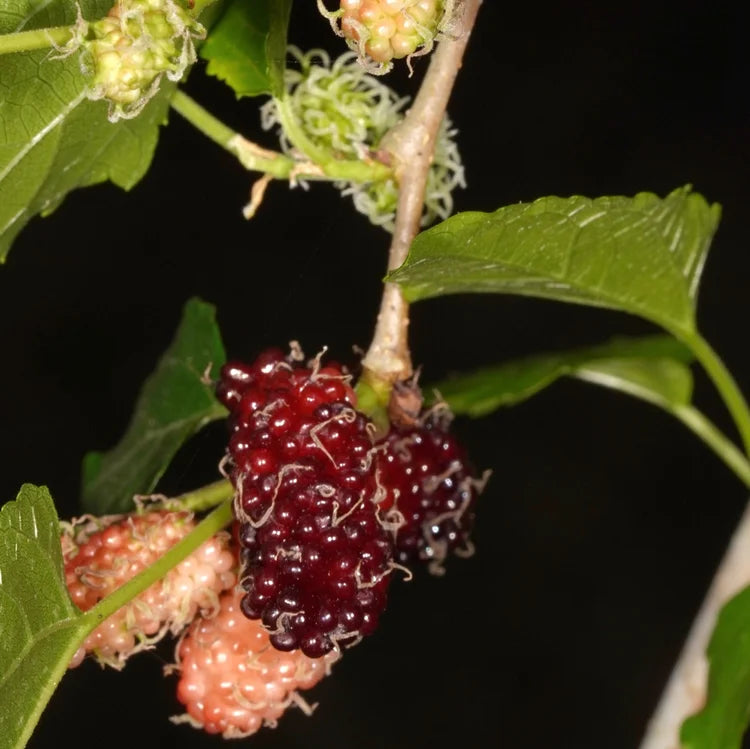 Close-up of mulberries on a branch, including a ripe dark red berry cluster, a pinkish unripe berry, green leaves, and a black background.