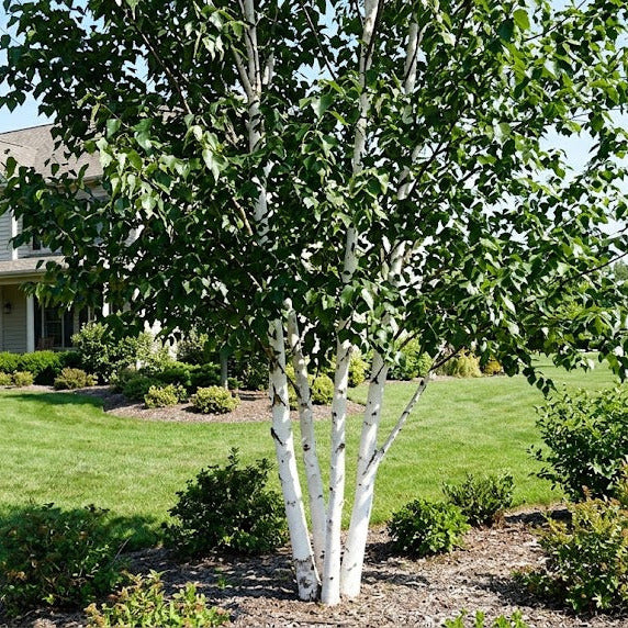 Whitespire Birch Tree