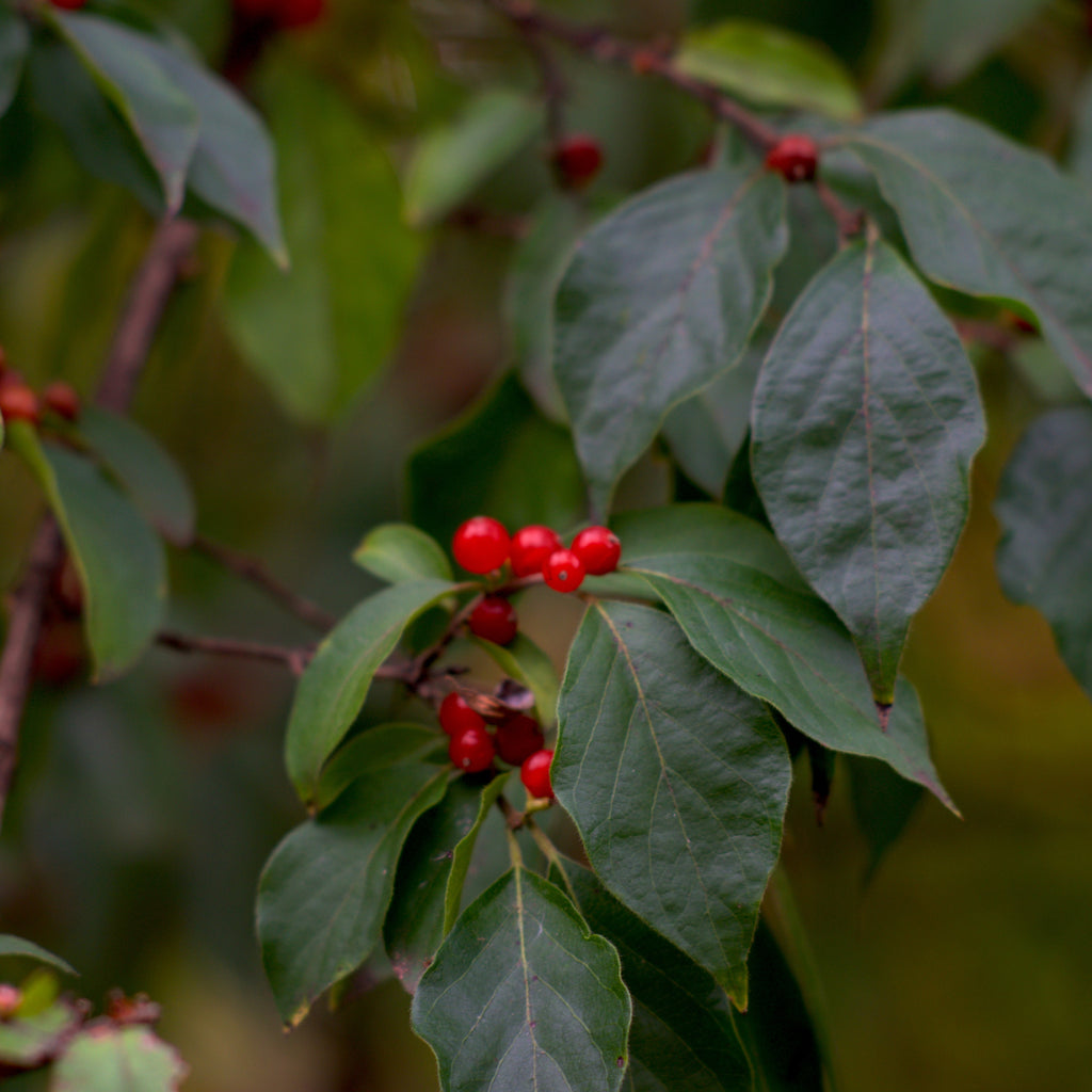 Winterberry Holly Bush