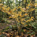 Common Witchhazel Bush