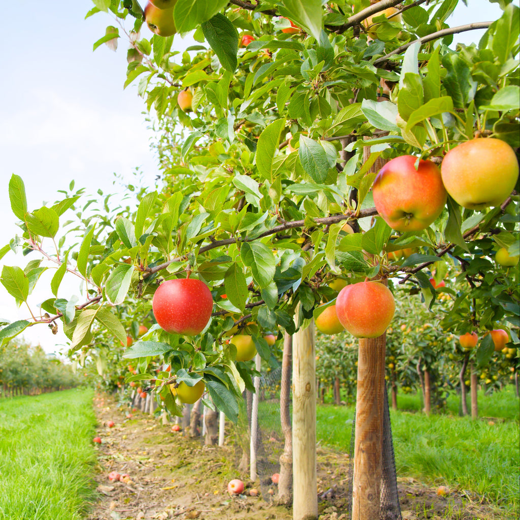 Fresh red and yellow apples hanging from leafy trees in an apple orchard, with rows of trees and grass extending into the background under a bright sky.