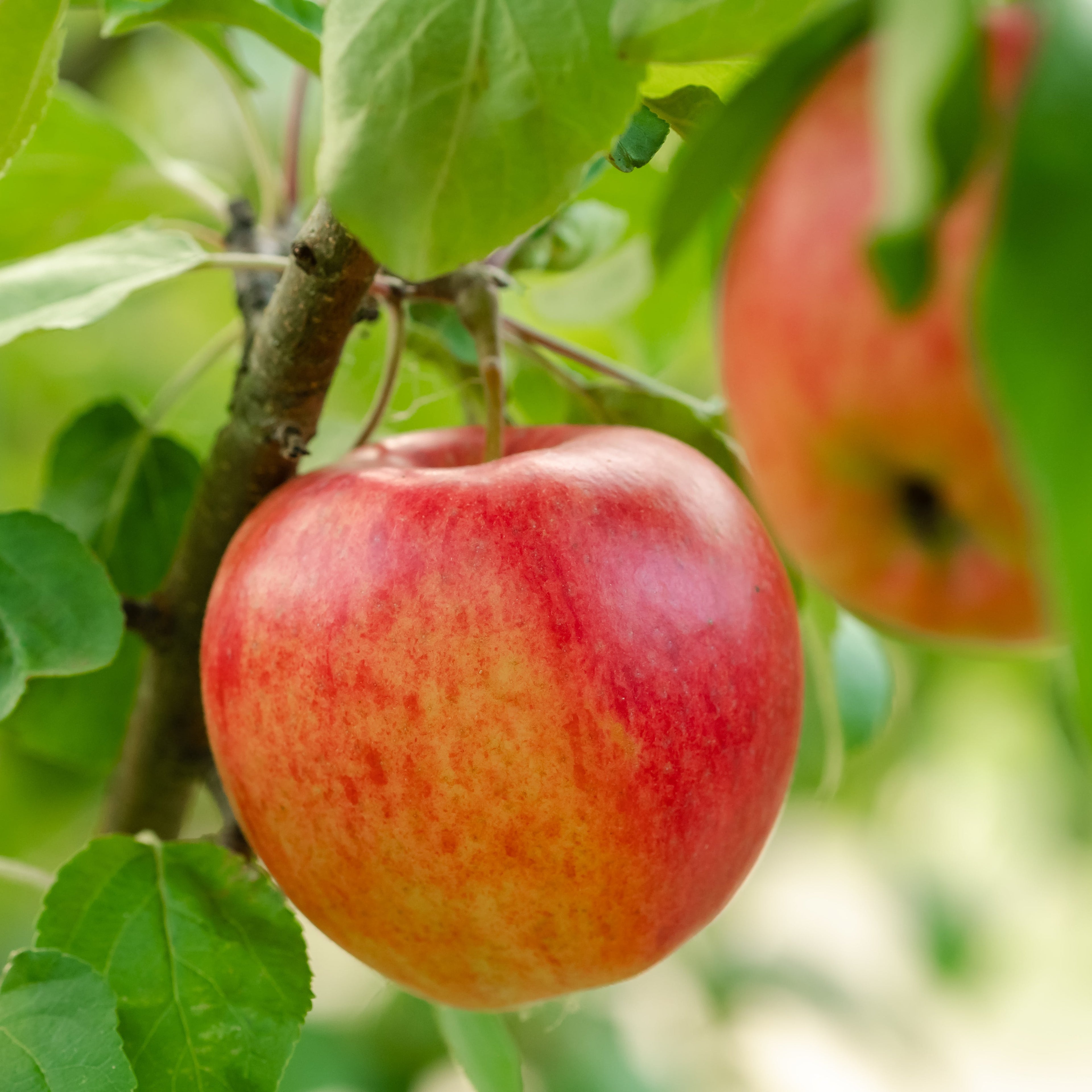A close-up of a red and yellow apple hanging from a tree branch with green leaves, with other blurred apples in the background.