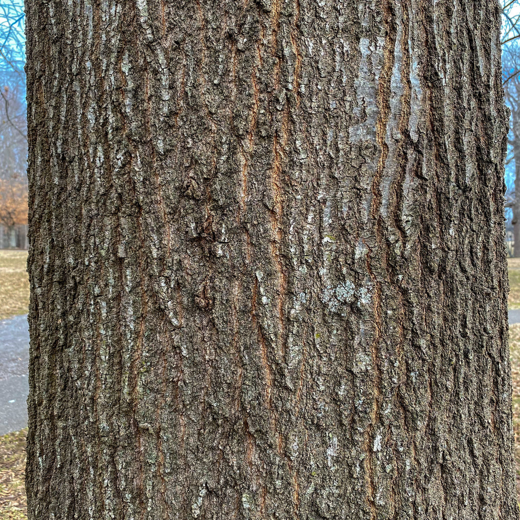 Water Oak Tree