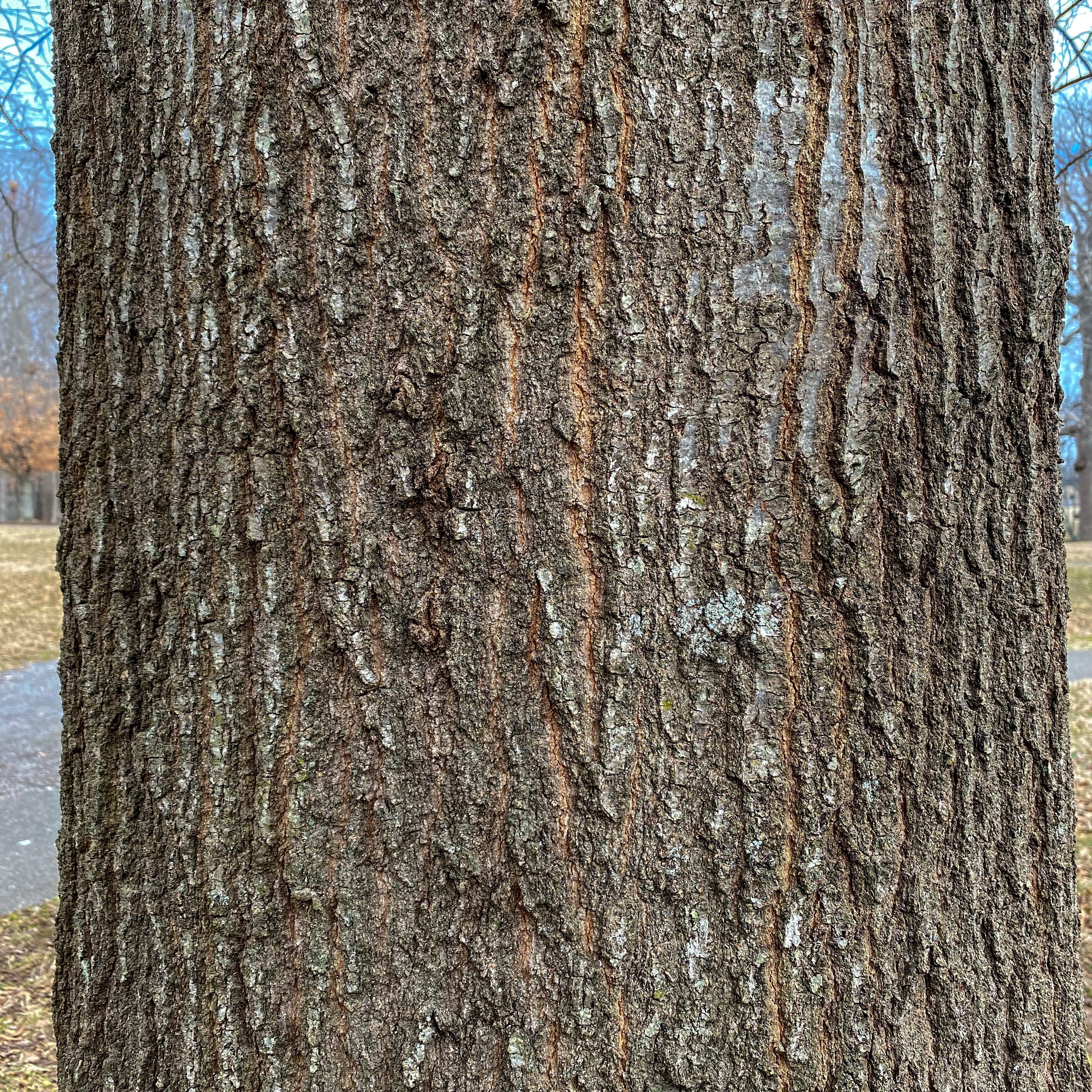 Water Oak Tree