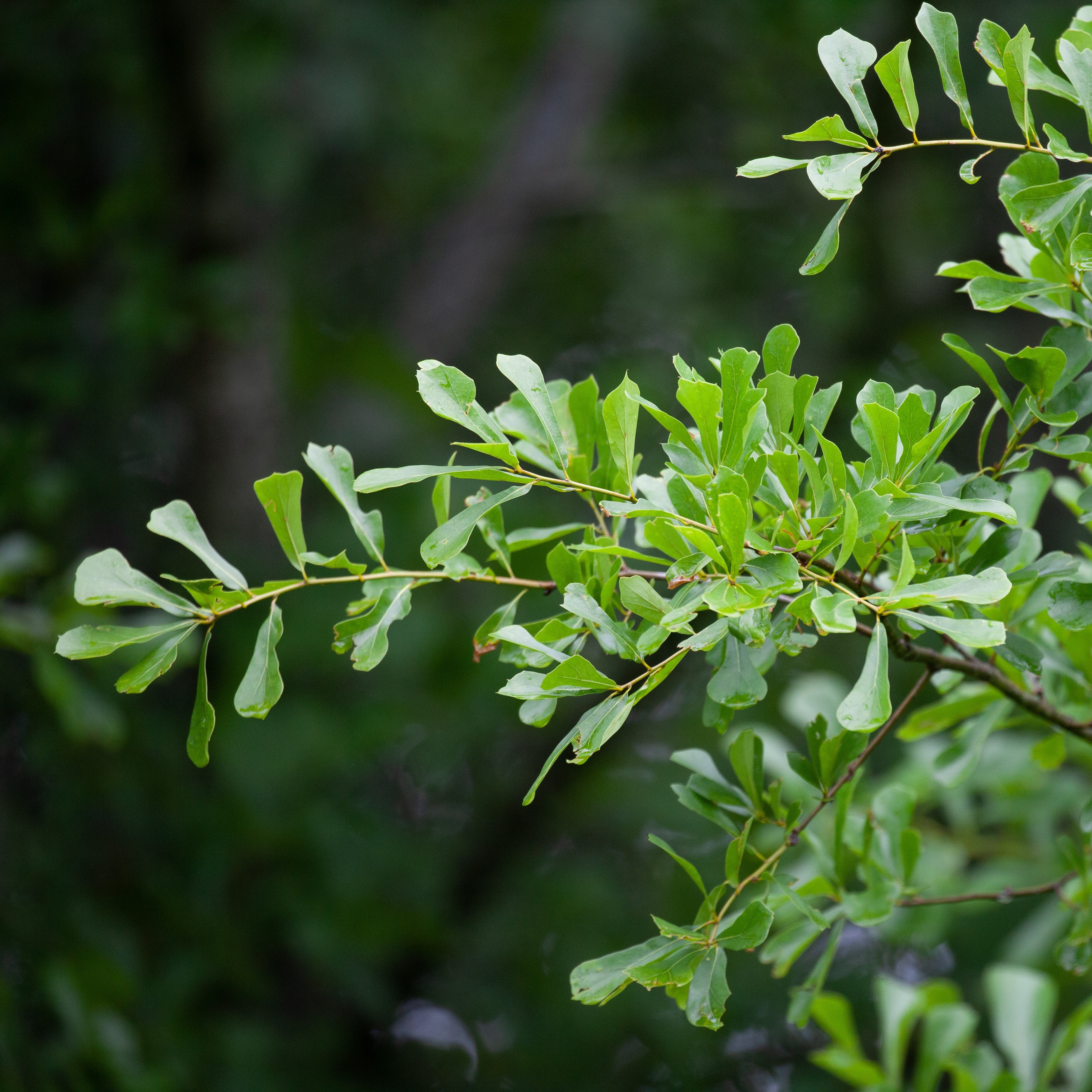Water Oak Tree