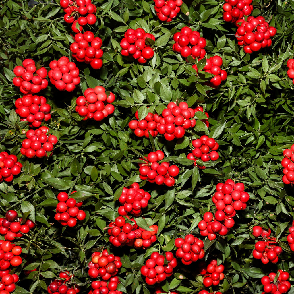 Winterberry Holly Bush