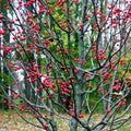 Winterberry Holly Bush
