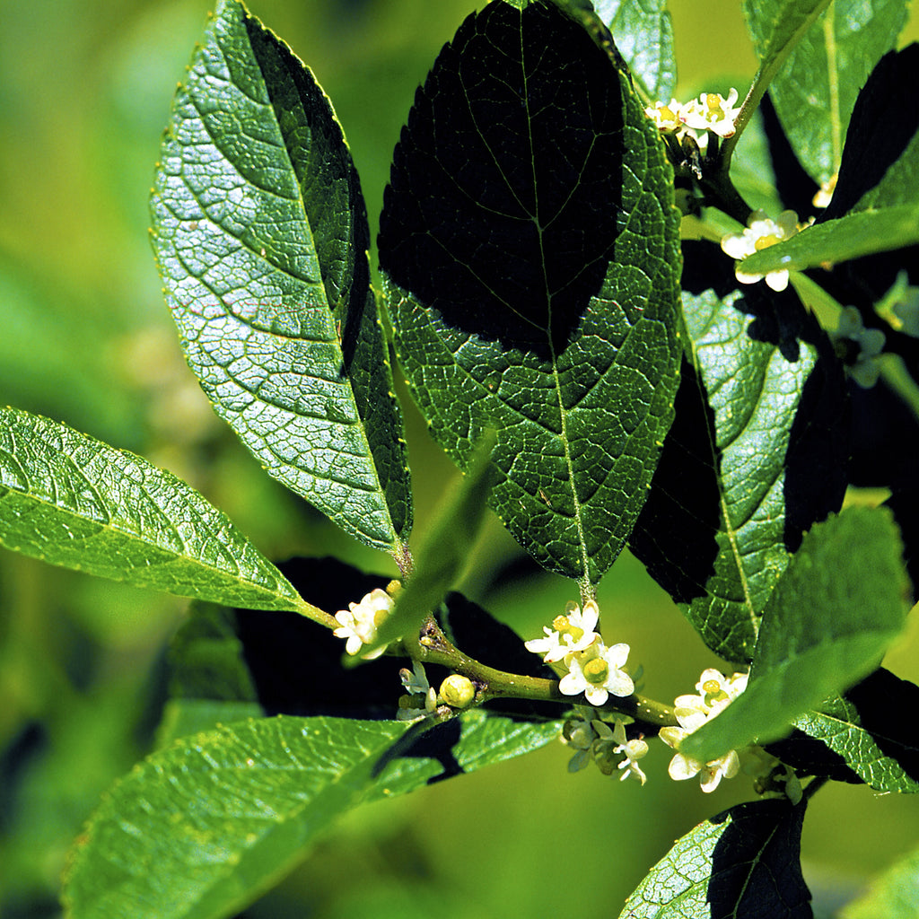 Winterberry Holly Bush