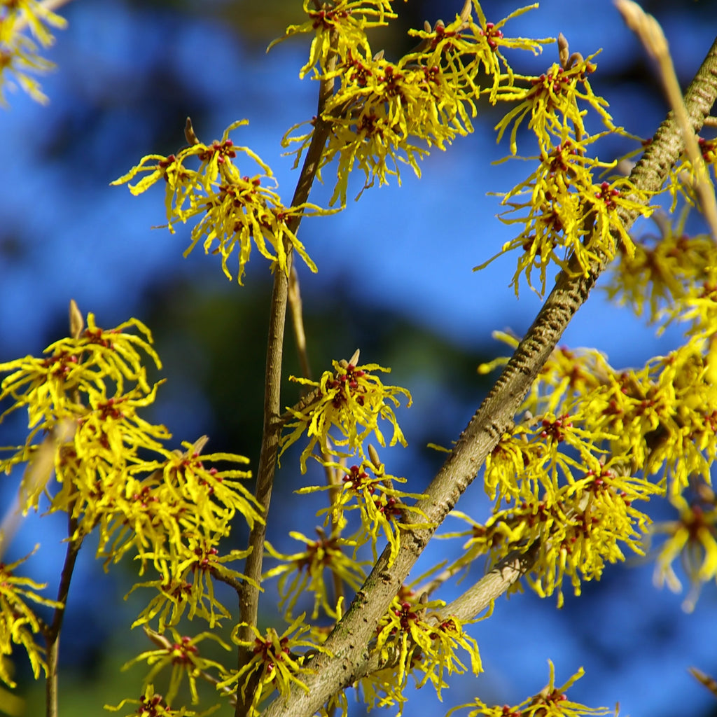 Common Witchhazel Bush