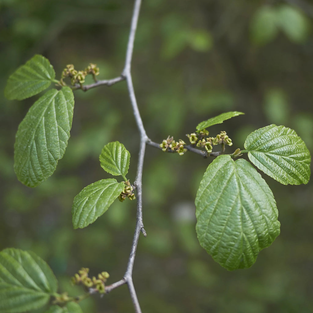 Common Witchhazel Bush