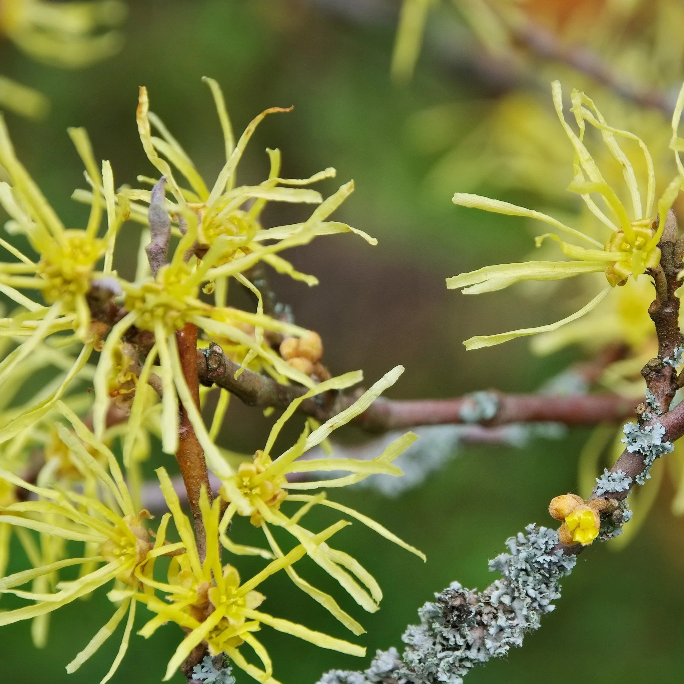 Common Witchhazel Bush